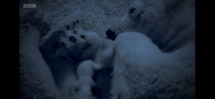 Polar bear (Ursus maritimus) as shown in Frozen Planet - Winter